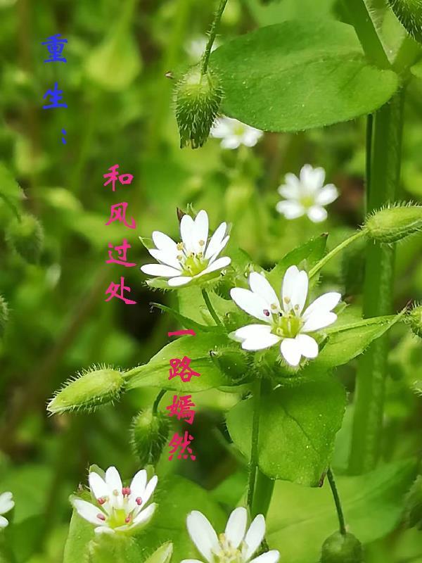 重生:和风过处,一路嫣然